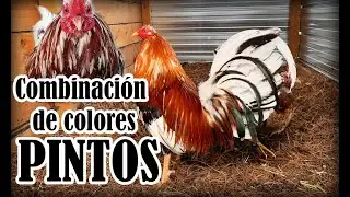 Combinación de colores (Pintos)