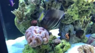 Ultimate 120 Reef Tank Update #2 : Metal Halide/T5 & UV Upgrades!
