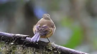 Flavescent Flycatcher at Las Cotingas Reserve, Ecuador