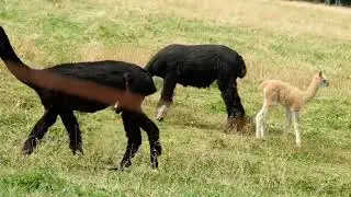 Travel: Touring the Alpaca Farm vacation rental on Camano Island