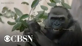 Great apes at San Diego Zoo get animal version of COVID-19 vaccine
