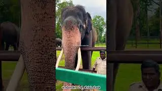 ಭೀಮ ಮತ್ತು ಗುಂಡಣ್ಣ#bhima#karnataka bhima#arjuna#abhimanyu#elephant shorts#gundanna#elephant mavuta#