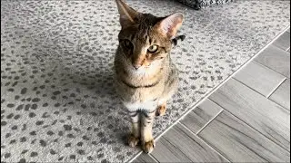F2 Savannah Cat Taj Is Giving Some Serious Meows.
