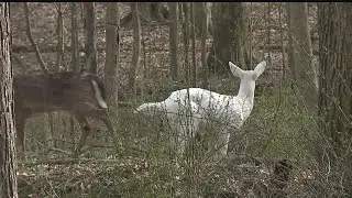 Mill Creek deer hunt issue goes to court
