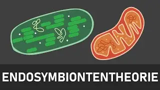 Endosymbiontentheorie | Entstehung von Chloroplasten und Mitochondrien | kurz und einfach erkl&auml;rt