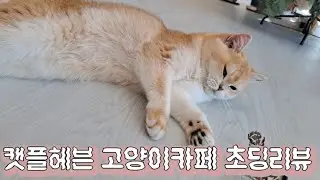 캣플헤븐 고양이카페 대구동성로점 초딩리뷰🧐