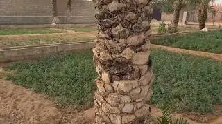 متابعة البرسيم والنخل