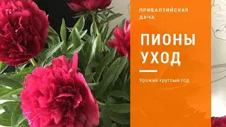 Уход за Пионами. ПИОН. Пион Ред Чарм.