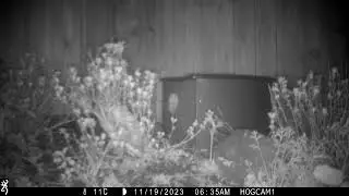 Long John Silver the 3 legged #hedgehog collects bedding, prepping for #hibernation #shorts