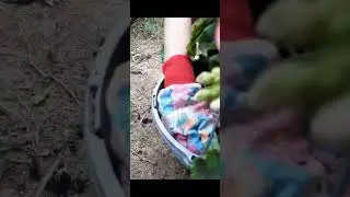 Episode 2: Planting Geraniums with Gabby!