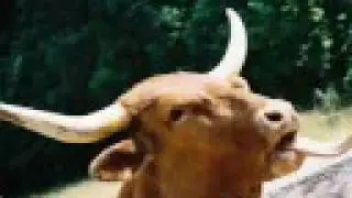 Lets Meet Cows: Part 1