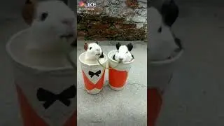 LIKE - самое популярные видео сообщество. ЛЮБОВЬ МИЛЫХ ХОМЯЧКОВ! 😍