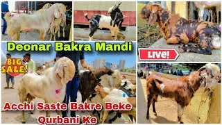Deonar Bakra Mandi Live Update Saturday Damakedar Bazaar Acche Qurbani Ke Saste Bakre Beke 10/5/2025