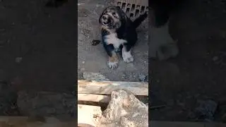 Greek Shepherd puppy cute #greekshepherd #puppy #animals #doglife #ovcharka #shepherds