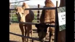 Saihati Camel Farm, Yuma Arizona