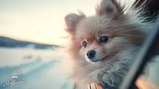 Winter Drive Caf&eacute; Beats &ndash; Light Pop & Chill BGM for a Fresh Start