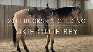 Okie Ollie Rey - 2019 Buckskin Gelding 