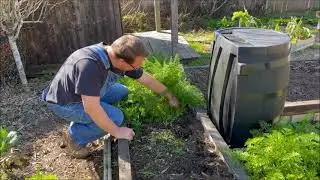 Oxheart Carrot Harvest || Backyard Organic Urban Raised Bed Garden