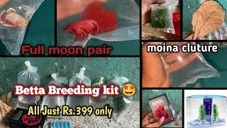 Betta Breeding kit 🤩 combo offer just Rs.399 only | in Tamil | Bettas world #importedfish #trending