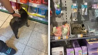 Adorable Street Cat Loves To Hang Out At Local Pet Store