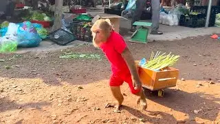 Too Funny! CUTIS Heads to the Market but Turns Back for the Most Unexpected Reason