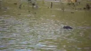 Red Throated Loon at Palmyra Cove