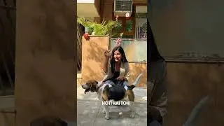 Perpenny - Pet Services