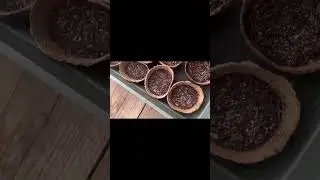 Planting Hawthorn Seeds