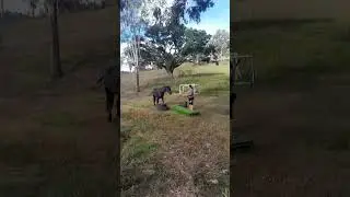 YOUNG 2YO STUD COLT FIRST TIME ON THE OBSTACLES  #yearlings #prestallion #foryou #horse #shorts
