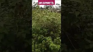 LIVE ELEPHANT 🐘🐘🐘 #viral #shortvideo #elephant #MRHASSANYt
