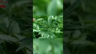 Bet You Didn't Know: Germany's Bold Move to Legalize Cannabis in 2024 | Sunday Global Consulting