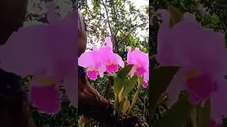 Cattleya na &Aacute;rvore com Bela Flora&ccedil;&atilde;o #planta #flor #ntureza