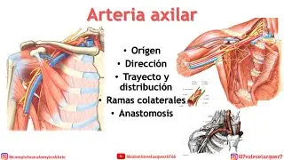 ARTERIA AXILAR - Orígen, trayecto, distribución, ramas colaterales, anastomosis