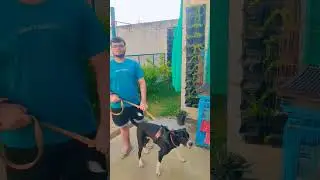 dog boarding hostel client review ❤️ location delhi rohini heliport 7683048500