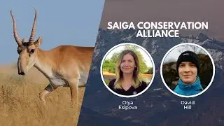 Saiga Conservation | Wildlife Conservation Expo 2023