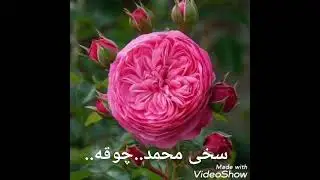 ساز محلی امان الله دالی آوازنده.