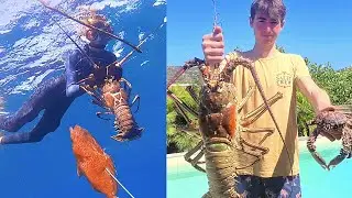 Grosses LANGOUSTES en chasse sous-marine  + M&eacute;rou / Bourse / Araign&eacute;e de mer