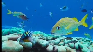 Stunning Close-Up of Marine Fish: French Grunt & Sergeant Majors in Action!