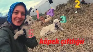 KÖPEK ÇİFTLİĞİ AÇIYORUZ..EVDEKİ İŞLERİM