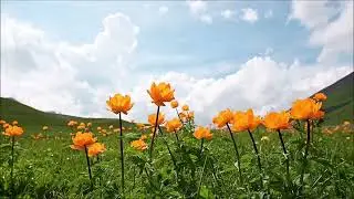 Trollius altaicus