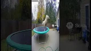 🤣 #смешно #приколы #юмор #угар #ржач #весело #фейл #мемы #пранк #смешноедоcлёз #ржом #видео #shorts