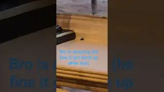 Dance Fly #funny #funnyanimal #animaldance #hilarious #laughoutloud #fly