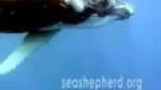 Operation Leviathan (Sea Shepherd repost by Irish282)