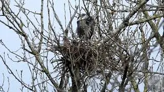 Herons in their heronry - springtime is nesting time!