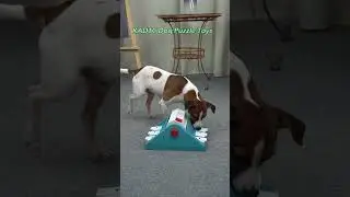 KADTC Puzzle toys! Best dog Toy in USA! K105158 #dogtoys#dogpuzzletoy#dogslowbowl