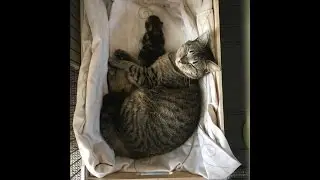 Beenafish Kitty Live Stream - 17 days old