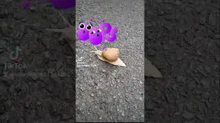 #прикол #немецкаяовчарка #юмор
