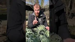 Artichoke leaves, good for the liver!