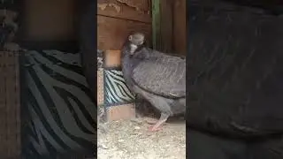 kala kabutar nice 🙂 #pigeon