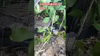 ออกต่อนกเขาใหญ่ ช่วงพักยก